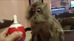 Funny Monkey Gets a Taste of Whipped Cream