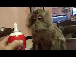 Funny Monkey Gets a Taste of Whipped Cream