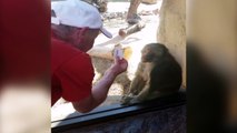 Baboon Is Amazed By Man s Magic Trick