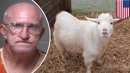 Zoophilie aux États-Unis : on l'arrête parce qu'il viole des chèvres