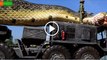 Giant-Snake-Caught-in-Red-Sea
