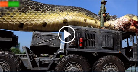 Giant-Snake-Caught-in-Red-Sea