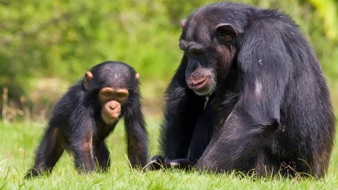 Top 10 Animals Are Almost Smart as Humans