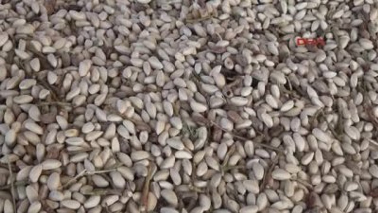 Manisa Antep'in Fıstığı Manisalı Köylünün Geçim Kaynağı Oldu