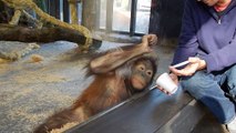 Monkey Sees A Magic Trick