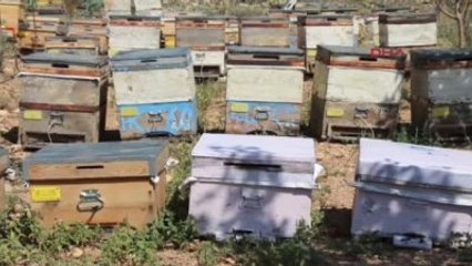 Burdur Lisinia'da Lavanta Balı Üretimine Başlandı