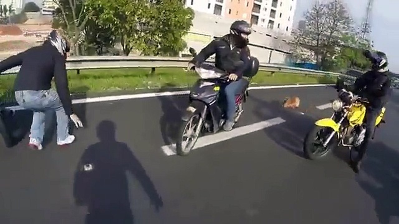 Un groupe de motards interrompt le trafic sur l'autoroute pour sauver un petit chien terrorisé par le flot des voitures