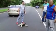 Bloqué au milieu de la route, un paresseux reçoit l'aide des automobilistes !