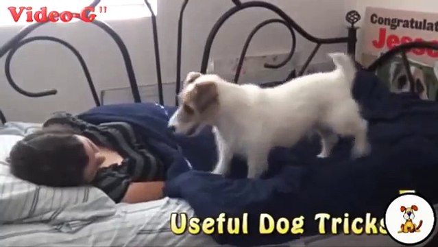 Vi piacerebbe avere un cane che si occupa delle faccende domestiche? Guardate qui: