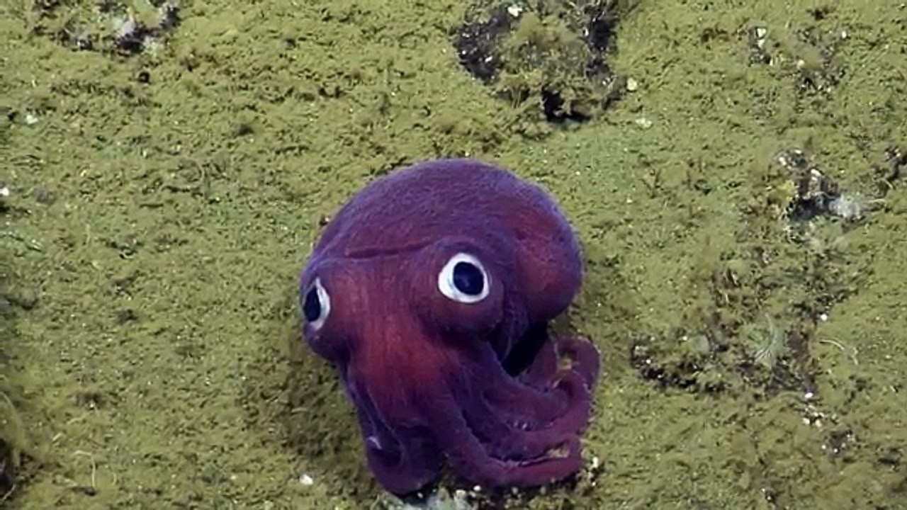 Créature étrange sous l'océan