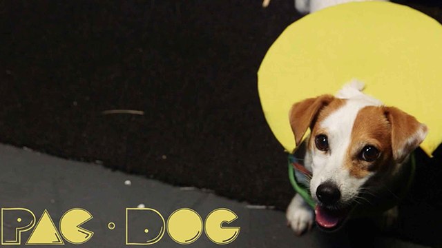 Un chien joue à Pac-Man