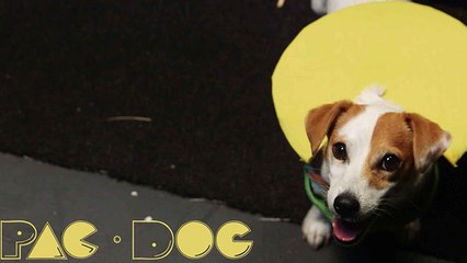 Un chien joue à Pac-Man