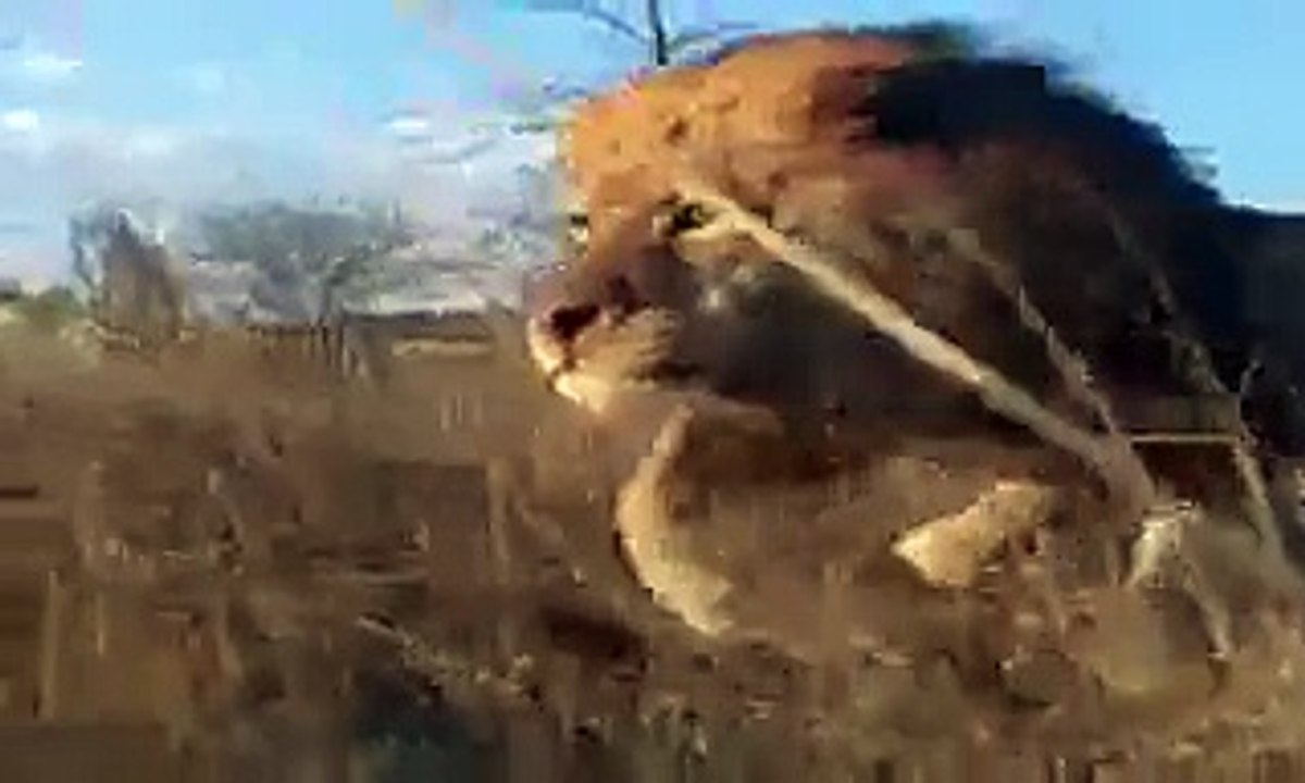 Erkek Aslanların Ölümcül Kavgası İzle