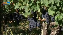 La chute de la livre entraîne une ruée vers le vin de Bordeaux
