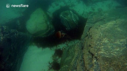 Large, poisonous jellyfish spotted off Cornish coast by spear fisherman