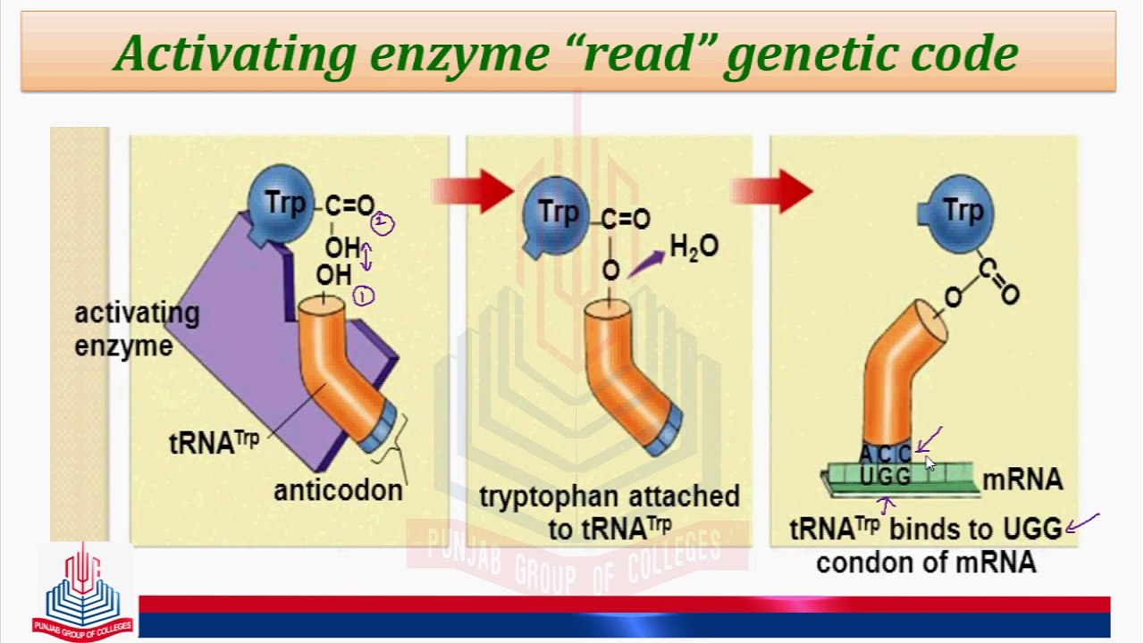 Activating enzyme "read" genetic code