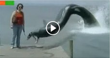 Top-10-Mythical-Creatures-Caught-On-Camera-2016