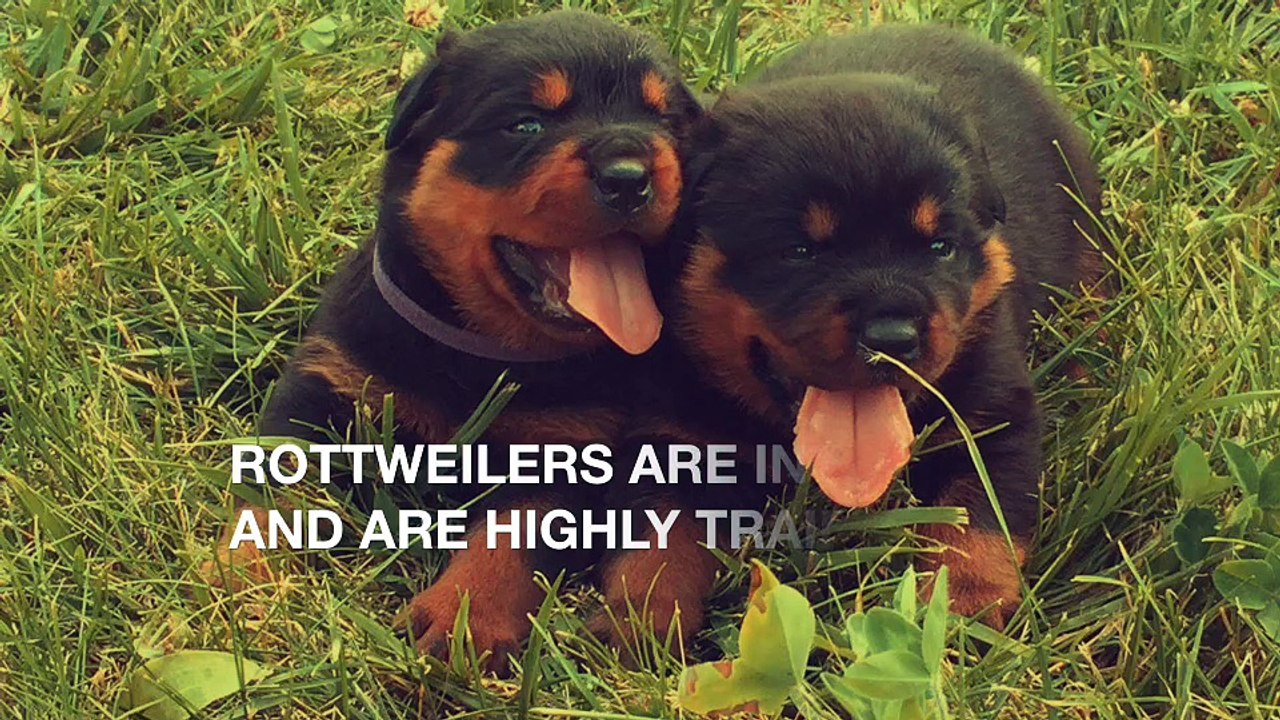 Rottweiler 101- Characteristics And Facts