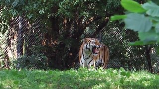 Luchs Babies - Sibirischer Tiger - Elch Fohlen - Baunbär ,lk