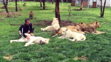 Il échappe à l'attaque d'un léopard grâce à l'intervention d'un tigre !