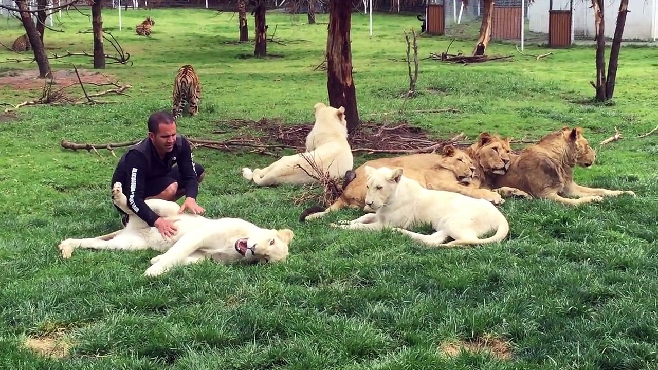 Il échappe à l'attaque d'un léopard grâce à l'intervention d'un tigre !