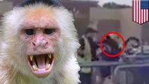 Diaper-wearing monkey attacks Ohio Walmart employee
