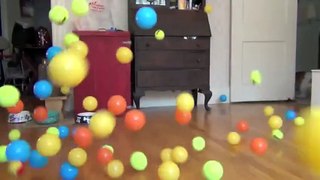 Dog Surprised with 100 Balls for Birthday_ Cute Dog Maymo,kj