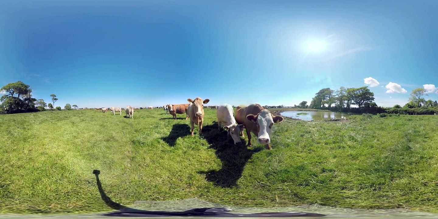 360° Getting Licked by a Cow in Ireland 4k