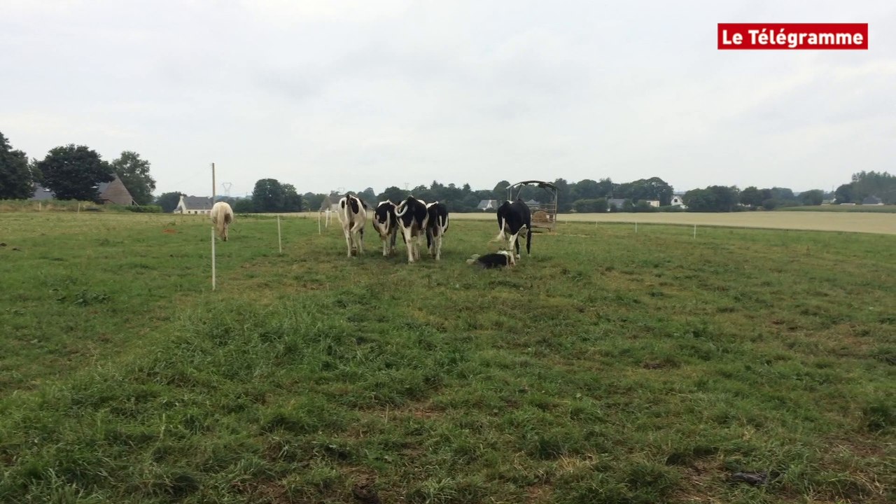 Briec (29). Agrifête : Goofy, chien de troupeaux