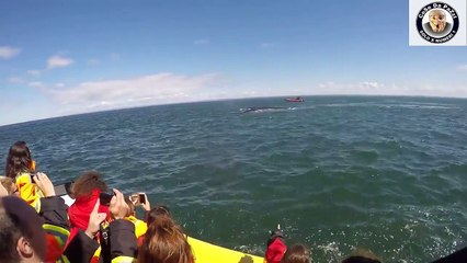 una balena sotto la barca