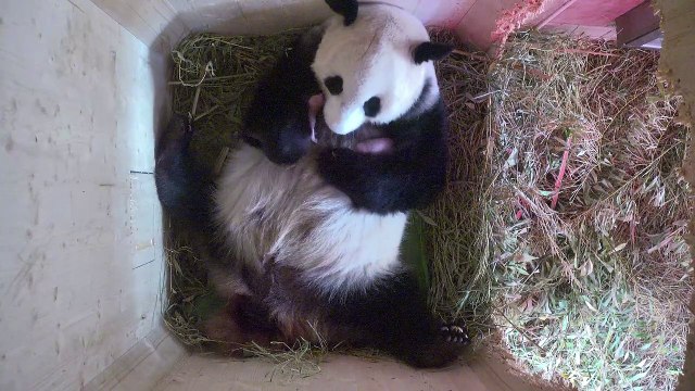 Dois pandas gêmeos nascem em Viena