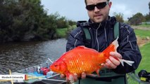 ‘Football-Sized Goldfish’ Invading Australian Waterways