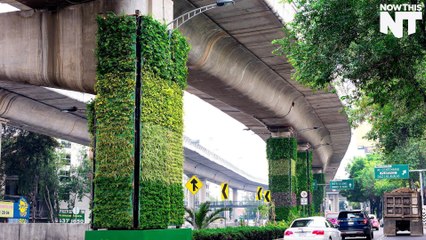 Mexico City's Vertical Gardens