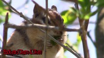 Chipmunks Eating Nuts Fruit Playing Backyard Habitat Baby Animals Loving Tug-O-War !