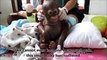 Crying baby orangutan Budi receives loving care after suffering year of neglect !