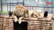 Cute Animal Friends  Lion and Dog Kiss !