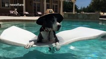 Great Dane dog lounges on a lilo in a pool