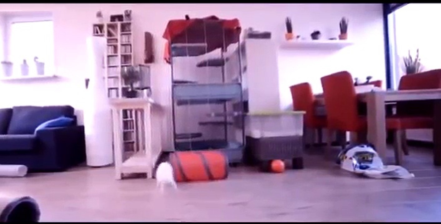 Most Funny Video on Dailymotion