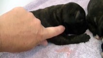 21ème vidéo Les petits chiots de la 25ème portée de STAFFORDLAND