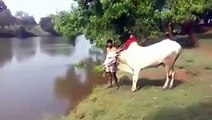 woow what a fantastic jump of this bull... must watch n share-Top Funny Videos-Top Funny Pranks-Funny Fails-ZaidAliT Videos-Viral Videos-WhatsApp Videos-Funny Compilation 2015