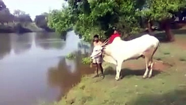 woow what a fantastic jump of this bull... must watch n share-Top Funny Videos-Top Funny Pranks-Funny Fails-ZaidAliT Videos-Viral Videos-WhatsApp Videos-Funny Compilation 2015