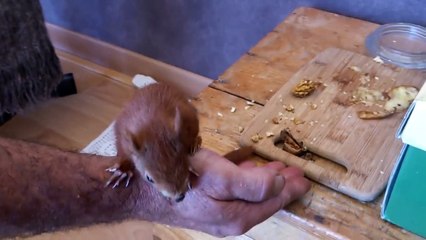 Sauvons les bebes ecureils