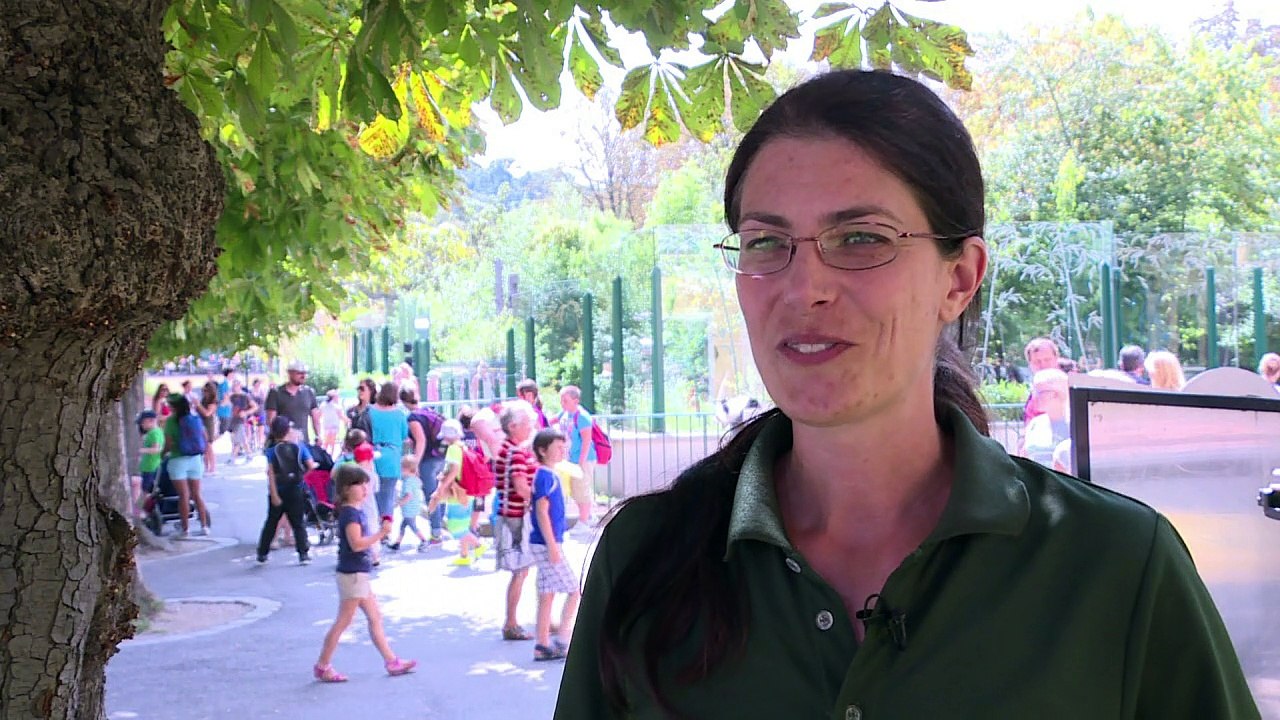 Pandas gemelos nacen en zoológico de Viena