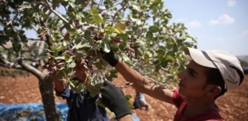 Antep Fıstığının "Zorlu" Hasadı