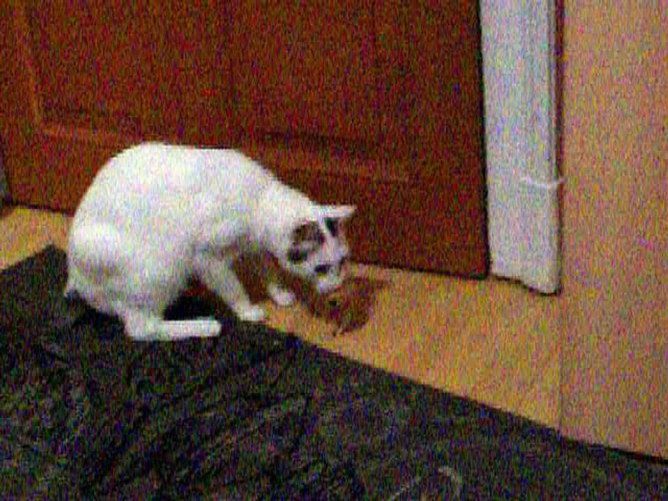 Harvey und Vinzent am 17.08.2016 Spielen mit Fake-Maus