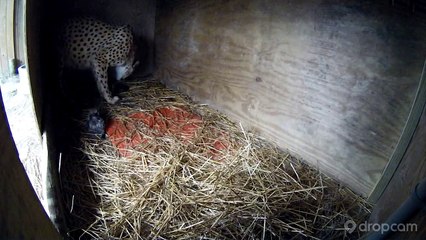 Une caméra de surveillance filme l'accouchement de cette femelle guépard. Ce qu'elle capture 6 heures plus tard...