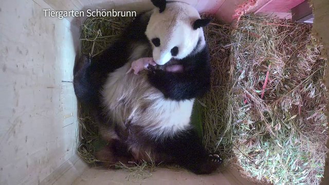 Naissance à Vienne de 2 pandas jumeaux conçus naturellement
