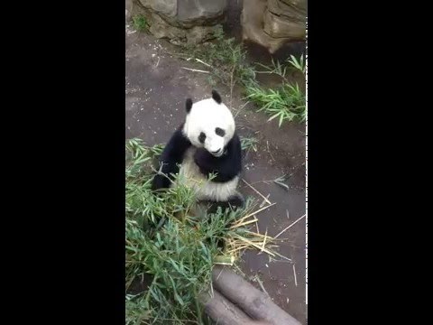 Hungry Panda Stuffs Bamboo Into His Mouth
