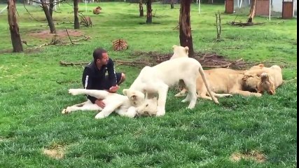 ¡Tigre salva a cuidador de ataque de leopardo!