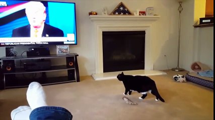 El gato que huye de Donald Trump como si fuera la hora del baño